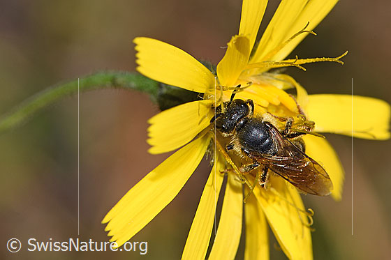 Foto: Rotbeinige Furchenbiene (Halictus rubicundus) auf Blume. Länge 8mm. Weibchen. Ansicht von oben.