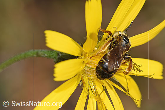 Photo: Halictus rubicundus on flower. Length 8mm. Female. View from behind top.