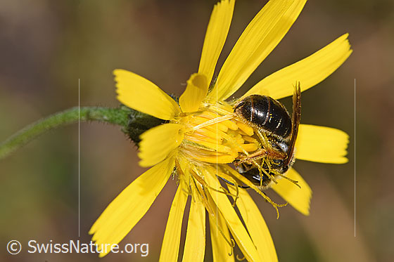 Photo: Halictus rubicundus on flower. Length 8mm. Female. View from side back.