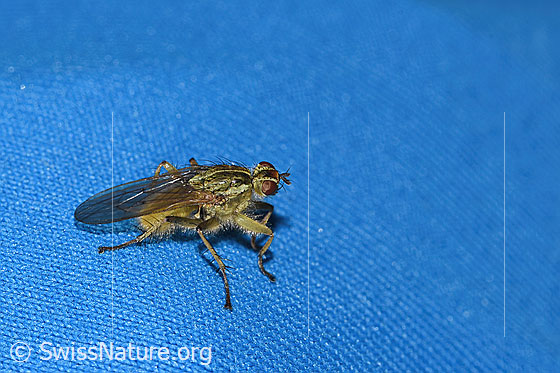 Foto: Gelbe Dungfliege (Scathophaga stercoraria). Länge 5 - 10mm. Männchen. Ansicht von seitlich oben.