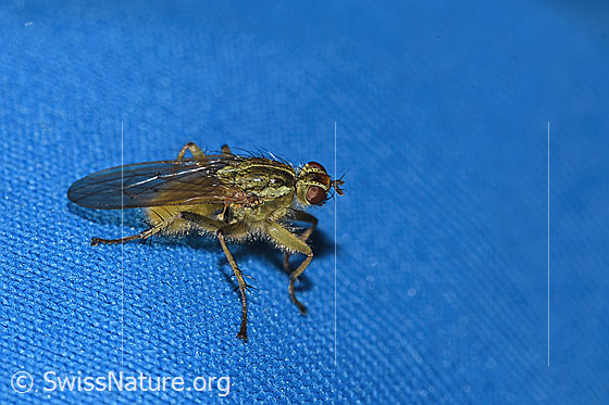Foto: Gelbe Dungfliege (Scathophaga stercoraria). Länge 5 - 10mm. Männchen. Ansicht von seitlich oben.