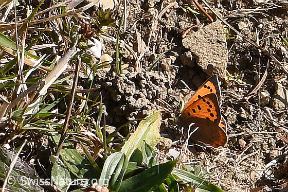 Foto: Kleiner Feuerfalter (Lycaena phlaeas). Flügel halb geöffnet. Ansicht von der Seite.
