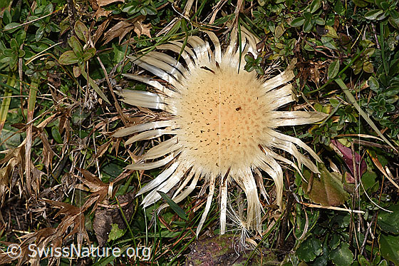 Foto: Silberdistel (Carlina acaulis ssp. caulescens). Blüte.
