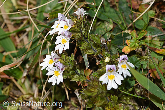 Foto: Gebräuchlicher Augentrost (Euphrasia rostkoviana). Ganze Pflanze (Habitus).