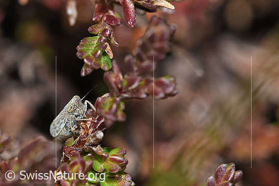 Foto: Wahrscheinlich Bunte Graszirpe (Errastunus ocellaris) auf Besenheide (Calluna vulgaris). Länge 2.7 - 4mm. Ansicht von seitlich vorne.