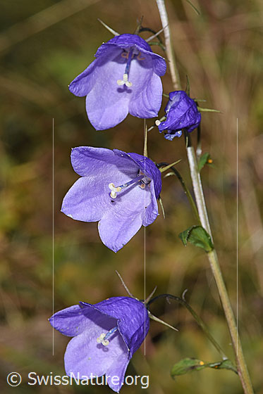 Foto: Rautenblättrige Glockenblume (Campanula rhomboidalis). Blüten.