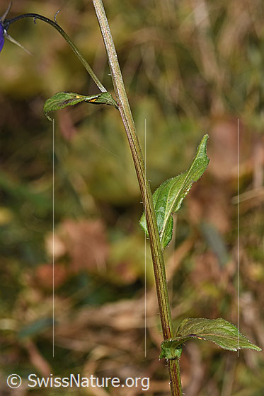 Foto: Rautenblättrige Glockenblume (Campanula rhomboidalis). Stängel und Blätter.