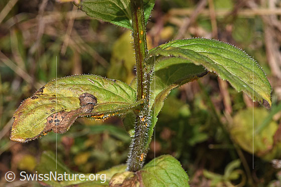 Foto: Rautenblättrige Glockenblume (Campanula rhomboidalis). Stängel und Blätter.