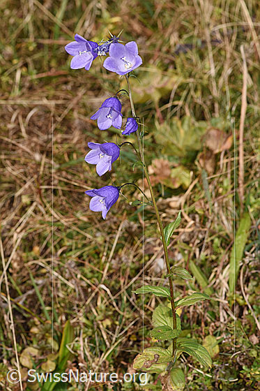 Foto: Rautenblättrige Glockenblume (Campanula rhomboidalis). Ganze Pflanze (Habitus).