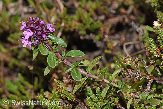 Foto: Arznei-Thymian (Thymus pulegioides). Blüte, Stängel und Blätter.