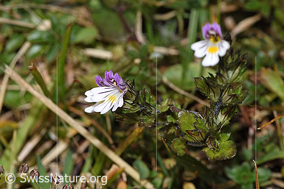 Photo: Euphrasia rostkoviana. Whole plant (habiti). View from the side.