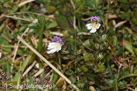 Photo: Euphrasia rostkoviana. Whole plant (habiti). View from the side above.
