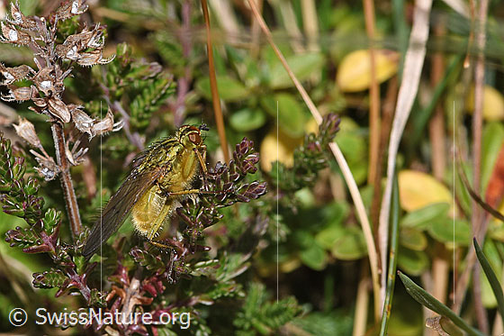Foto: Gelbe Dungfliege (Scathophaga stercoraria) auf Besenheide (Calluna vulgaris). Länge 5 - 10mm. Männchen. Ansicht von der Seite.