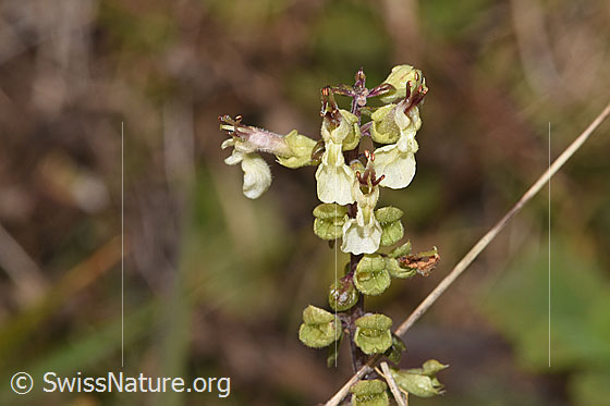Photo: Teucrium scorodonia. Blossoms.
