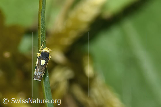 Foto: Triften-Blattzikade (Eupteryx notata). Länge 2.2 - 2.8mm. Ansicht von oben.