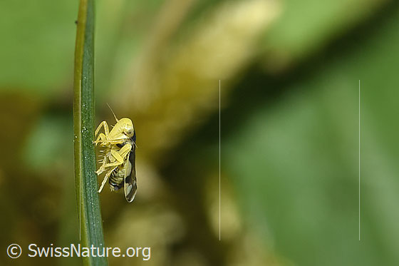 Foto: Triften-Blattzikade (Eupteryx notata). Länge 2.2 - 2.8mm. Ansicht von schräg vorne.