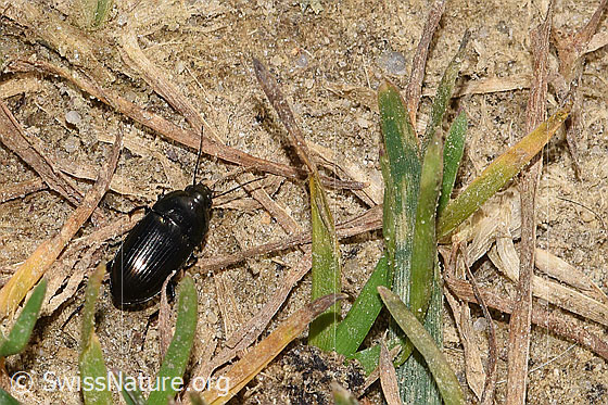 Amara lunicollis (Laufkäfer)