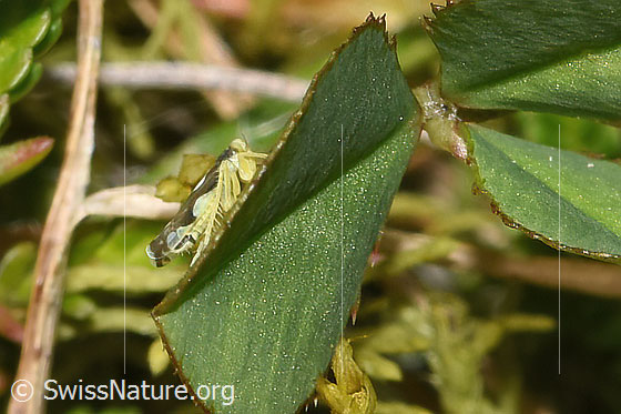 Foto: Triften-Blattzikade (Eupteryx notata). Länge 2.2 - 2.8mm. Ansicht von der Seite.