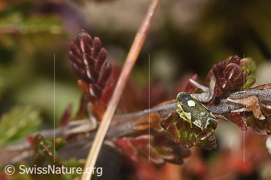 Foto: Triften-Blattzikade (Eupteryx notata). Länge 2.2 - 2.8mm. Ansicht von seitlich hinten oben.