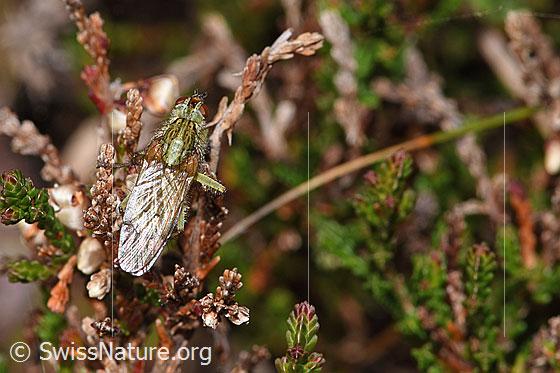 Foto: Wahrscheinlich Gelbe Dungfliege (Scathophaga stercoraria) auf Besenheide (Calluna vulgaris). Länge 5 - 10mm. Ansicht von oben.