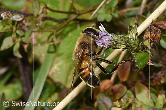 Photo: Eristalis tenax on Euphrasia rostkoviana. Length 14 - 16mm. Male. View from the side.