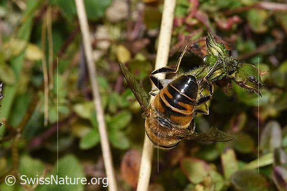 Photo: Eristalis tenax on Euphrasia rostkoviana. Length 14 - 16mm. Male. View from behind.