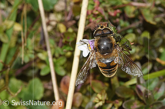 Photo: Eristalis tenax on Euphrasia rostkoviana. Length 14 - 16mm. Male. View from above.