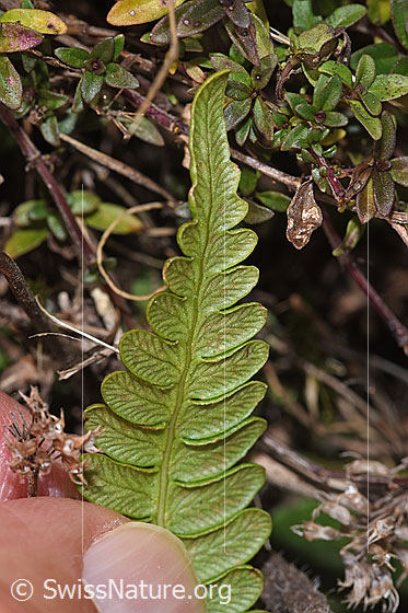 Foto: Wahrscheinlich Rippenfarn (Blechnum spicant). Unterseite.
