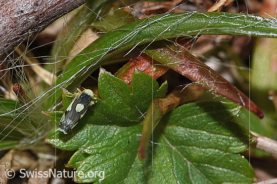 Foto: Triften-Blattzikade (Eupteryx notata). Länge 2.2 - 2.8mm. Ansicht von oben.