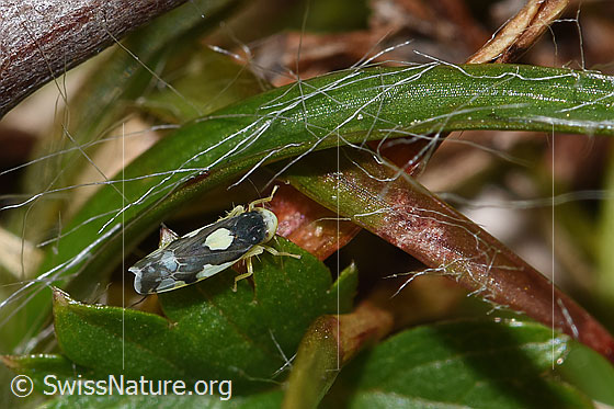 Foto: Triften-Blattzikade (Eupteryx notata). Länge 2.2 - 2.8mm. Ansicht von oben.