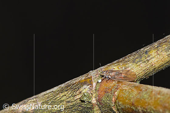 Photo: Probably leaf flea of the genus Cacopsylla. View from side back.