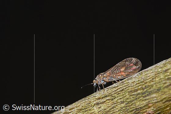 Photo: Probably leaf flea of the genus Cacopsylla. View from the side.