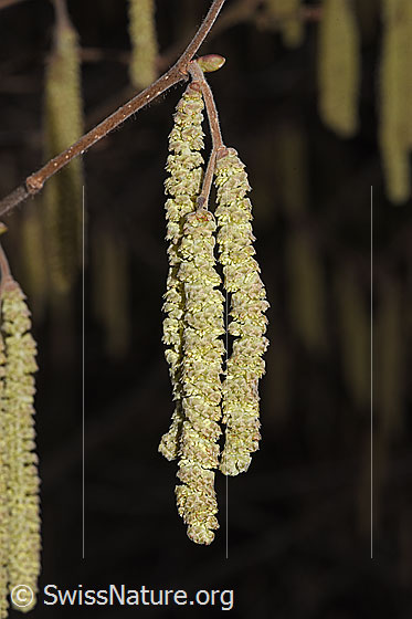 Foto: Gemeine Hasel (Corylus avellana). Männlicher Blütenstand.