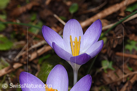 Foto: Frühlings-Krokus (Crocus albiflorus). Blüten.