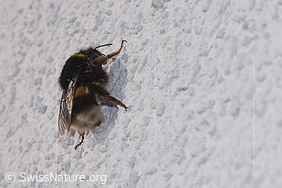 Photo: Bombus terrestris. Length 20 - 23mm. Queen. View from the side. Infested with mites.