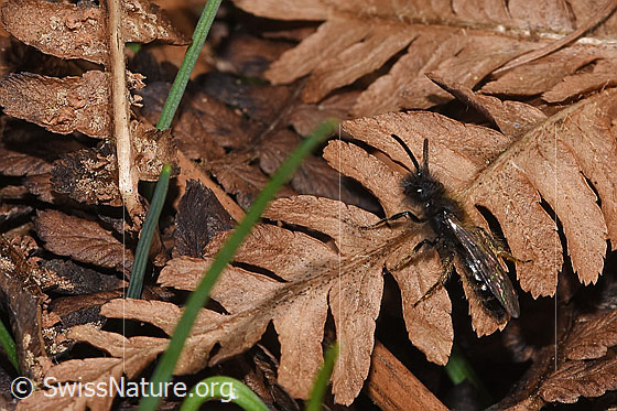 Photo: Andrena bicolor. Length 9 - 11mm. Male. View from diagonally above.