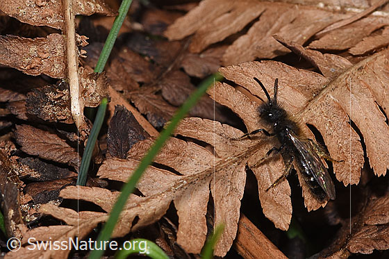 Photo: Andrena bicolor. Length 9 - 11mm. Male. View from diagonally above.