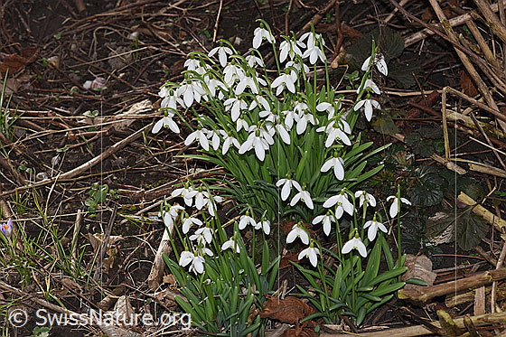 Foto: Schneeglöckchen (Galanthus nivalis). Ganze Pflanze (Habitus).