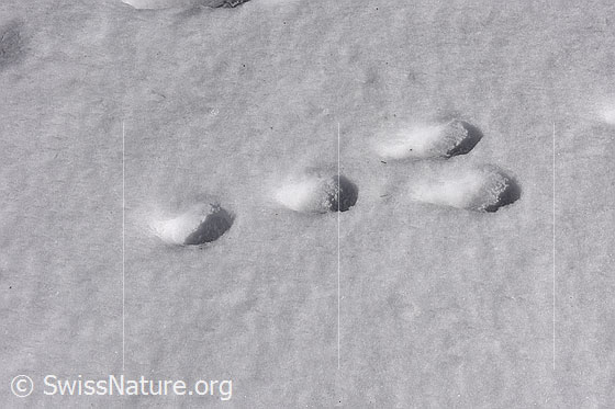 Foto: Feldhase (Lepus europaeus). Spur eines Feldhasen im Schnee.