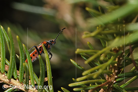 Foto: Zimtwanze (Corizus hyoscyami). Ansicht von seitlich unten.