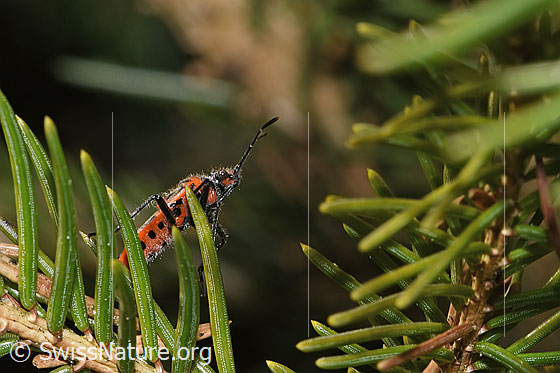 Foto: Zimtwanze (Corizus hyoscyami). Ansicht von seitlich unten.