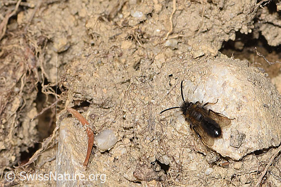 Zweifarbige Sandbiene (Andrena bicolor)