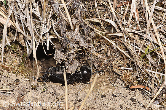 Foto: Feldgrille (Gryllus campestris). Ansicht von der Seite.