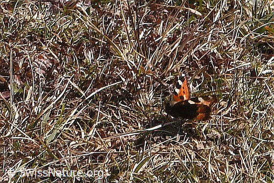 Photo: Aglais urticae. Wings half open. View diagonally from the front.