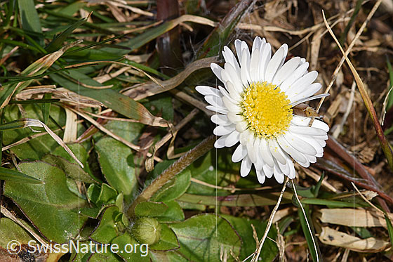 Foto: Gänseblümchen (Bellis perennis). Blüte.