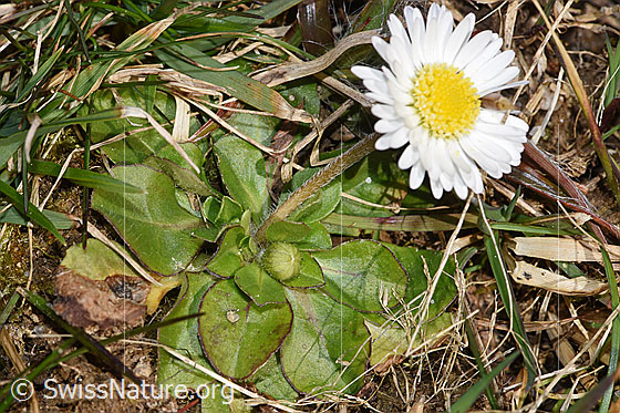 Foto: Gänseblümchen (Bellis perennis). Blätter und Stängel.