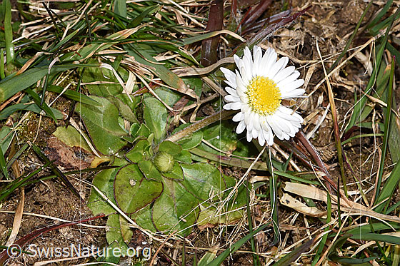 Foto: Gänseblümchen (Bellis perennis). Ganze Pflanze (Habitus). Höhe: 27mm.