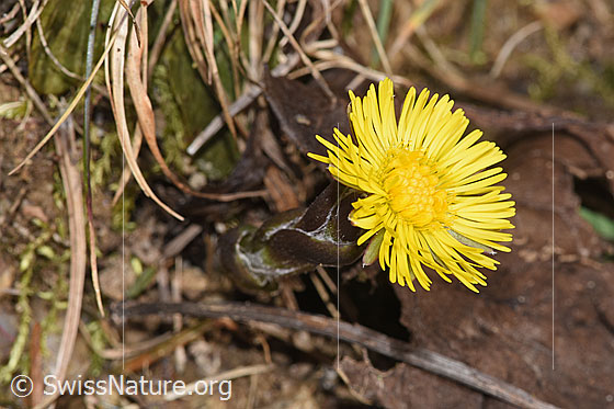 Foto: Huflattich (Tussilago farfara). Ganze Pflanze (Habitus).