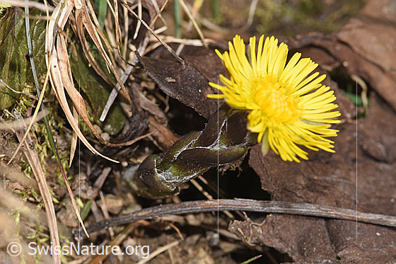 Foto: Huflattich (Tussilago farfara). Stängel und Blüte.