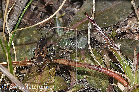 Foto: Rhyparochromus pini (Wanze). Ansicht von oben.
